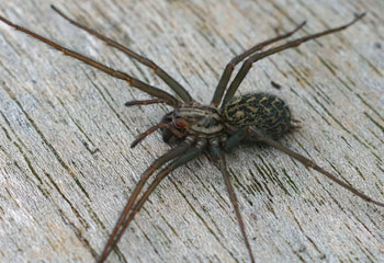 Araignées