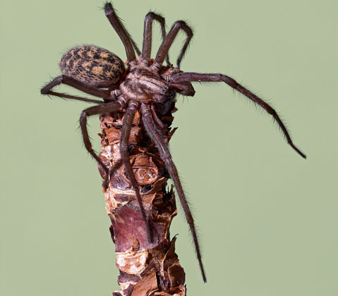Araignées