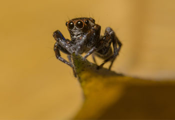 Araignée sauteuse