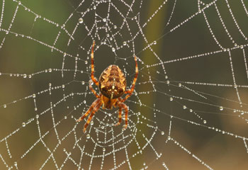 Araignée orbweaver