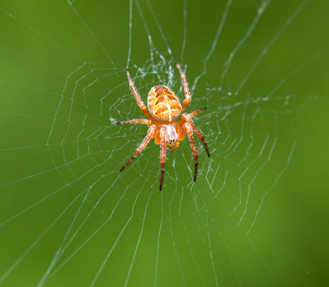 Araignée orbweaver