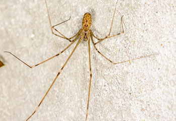 araignée de cave