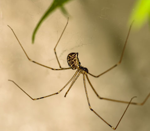 araignée de cave