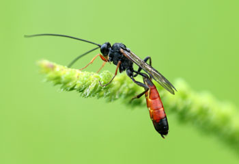 Guepes ichneumon