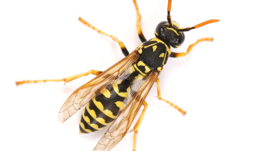 Extermination Boucherville : Éliminez Fourmis, Souris et Guêpes Rapidement