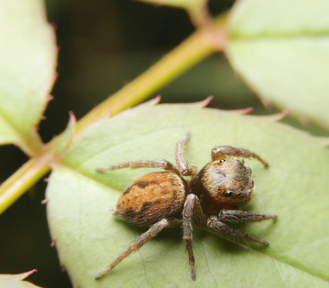 Jumping spider