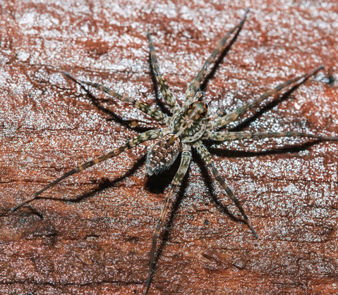 Wolf SPider