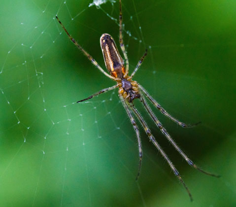 Long Jawed Orb Weaver