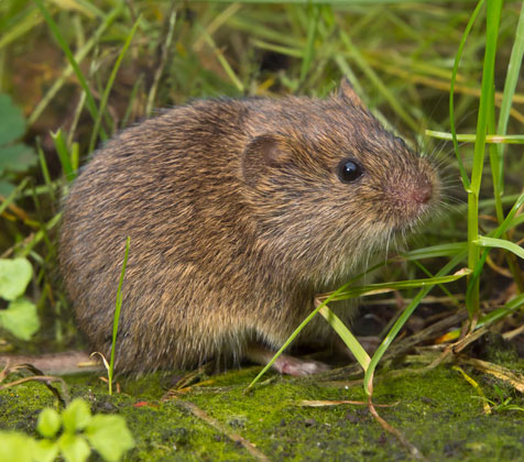 Field Mouse