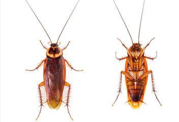 American Cockroach<