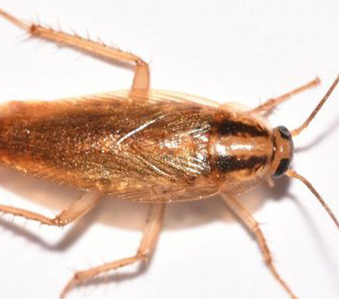 German Cockroach