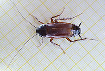 Oriental Cockroach