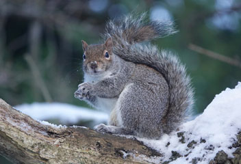 Grey Squirl