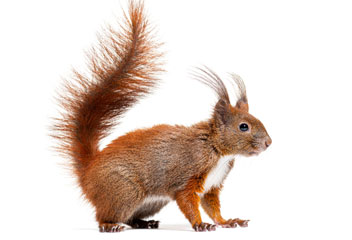 Red Squirl