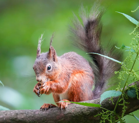 Red Squirl