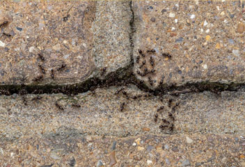 Pavement Ants