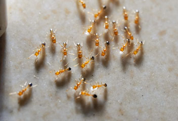 Pharaoh ants