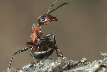 Red Wood Ants