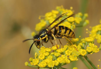 Common Wasp