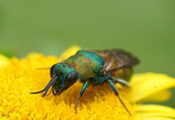 Cuckoo Wasp