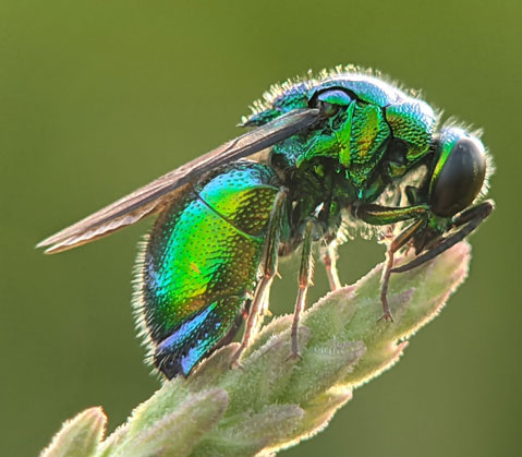 Cuckoo Wasp