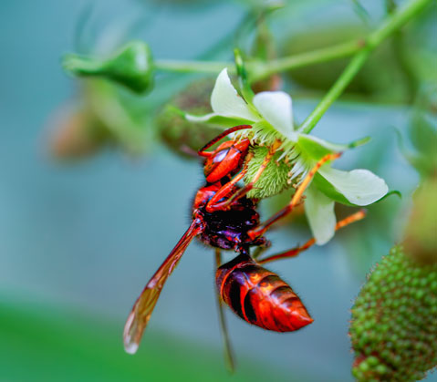 Solitary Wasps – Digger Wasp