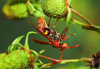 Solitary Wasps – Digger Wasp