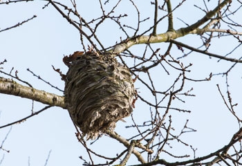 Bald-Faced Hornet