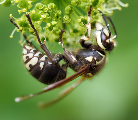 Bald-Faced Hornet