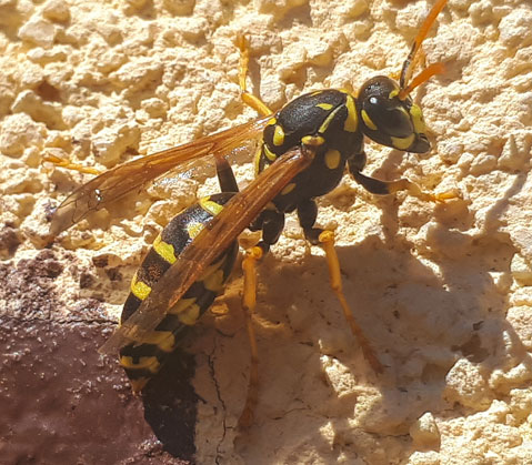 Paper Wasp
