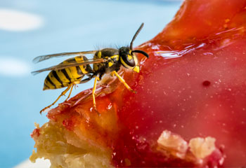 Social Wasps – German Wasp