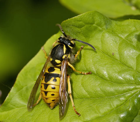 Social Wasps – German Wasp