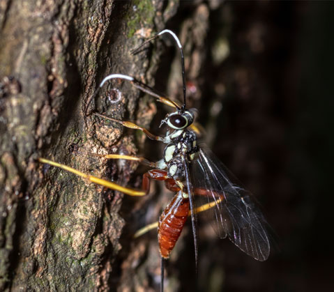Ichneumon Wasp