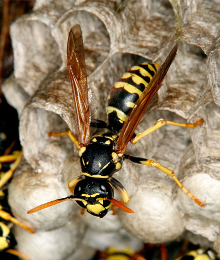 Wasps