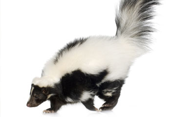 Skunks<
