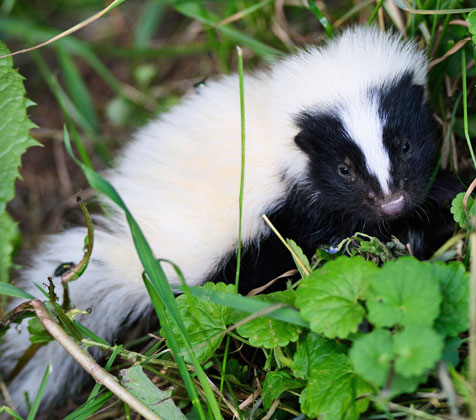 Skunks<