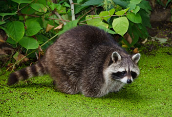 Racoon