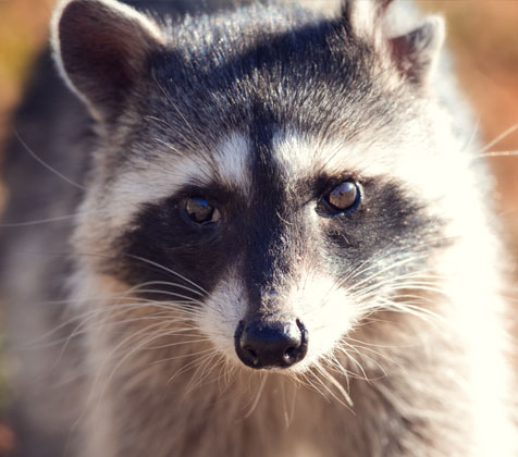 Racoon