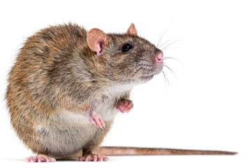 Brown Rat