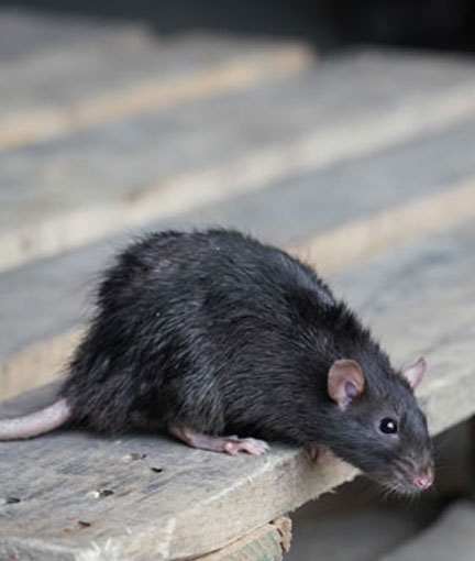 extermination insectes