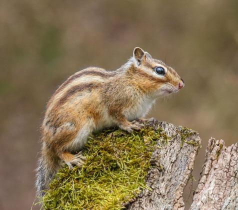 Chipmunk
